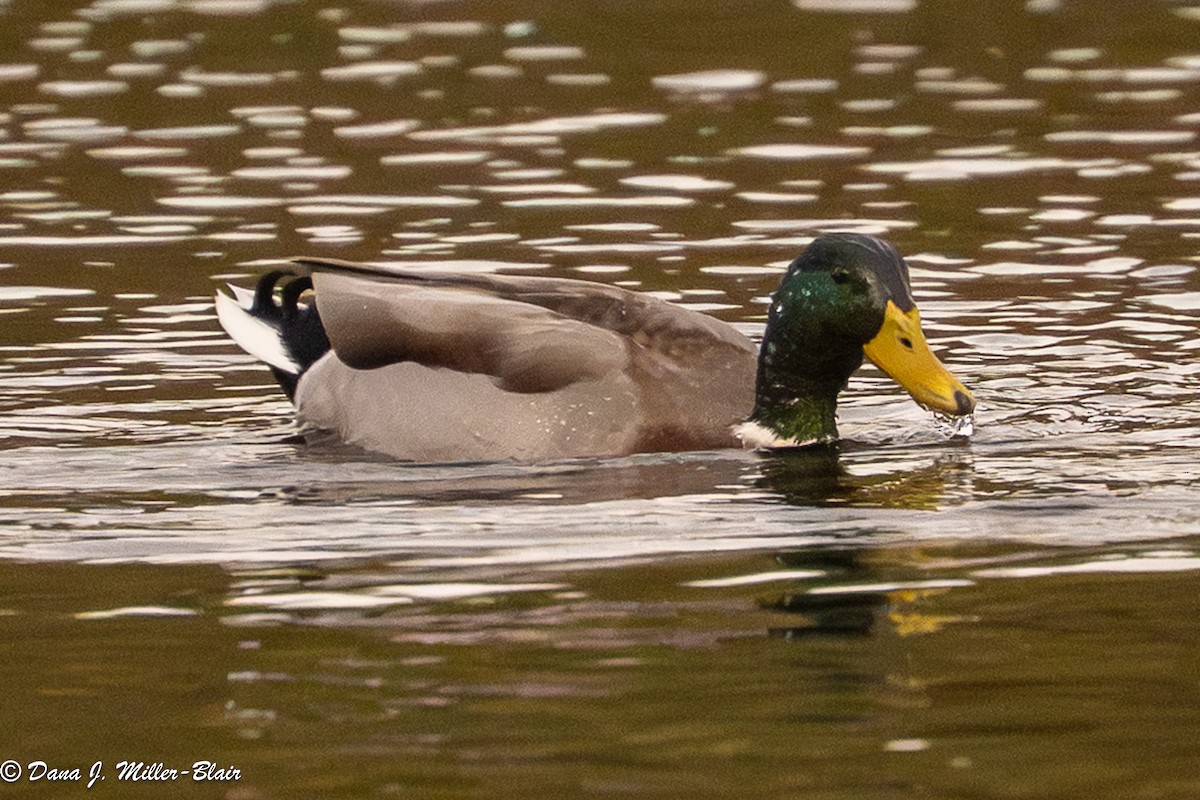 Mallard - ML643618213