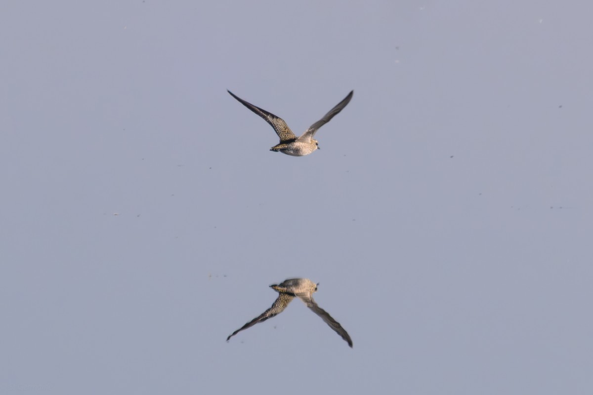 kulík hnědokřídlý - ML643618222