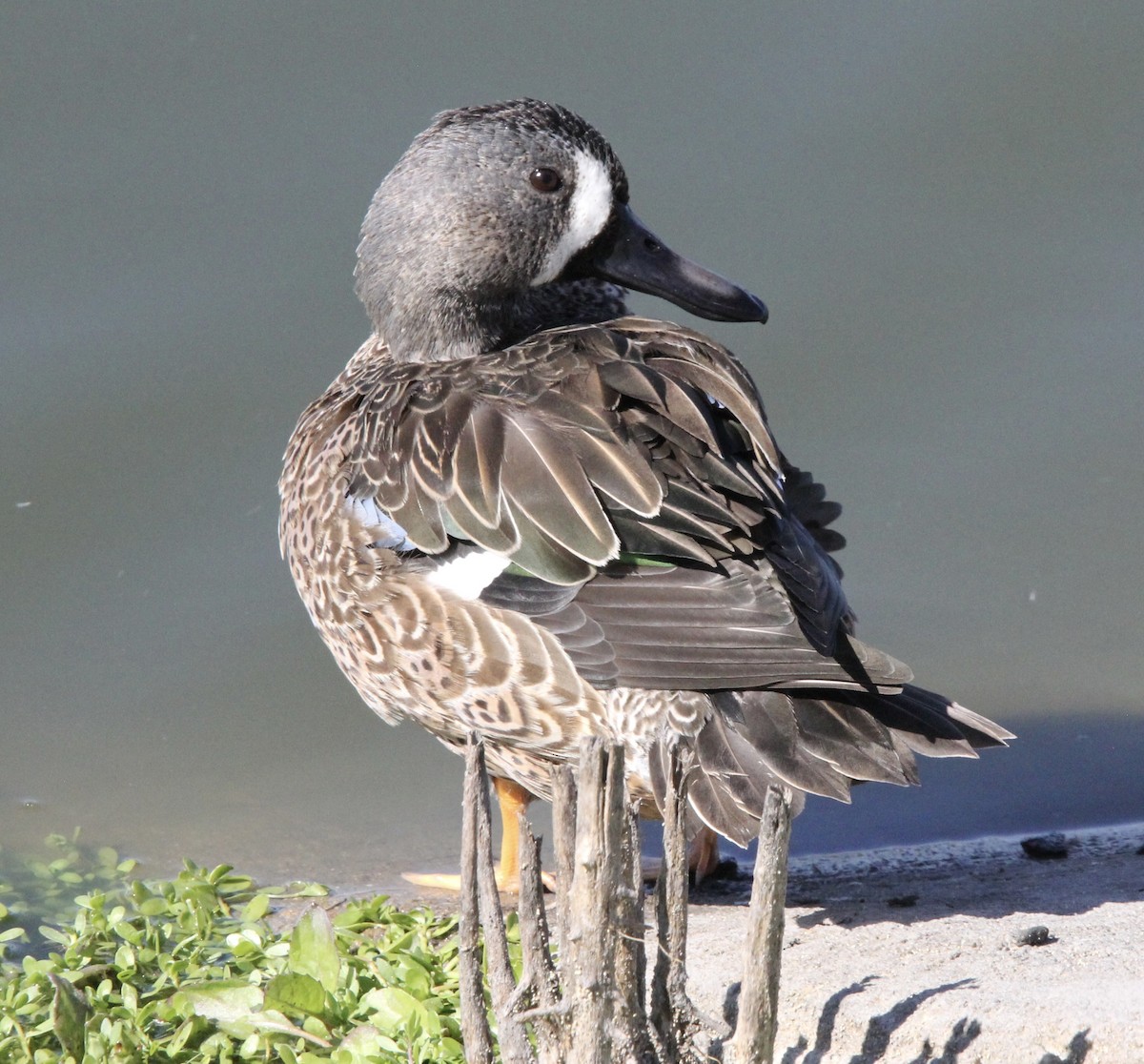 Blue-winged Teal - ML643618226