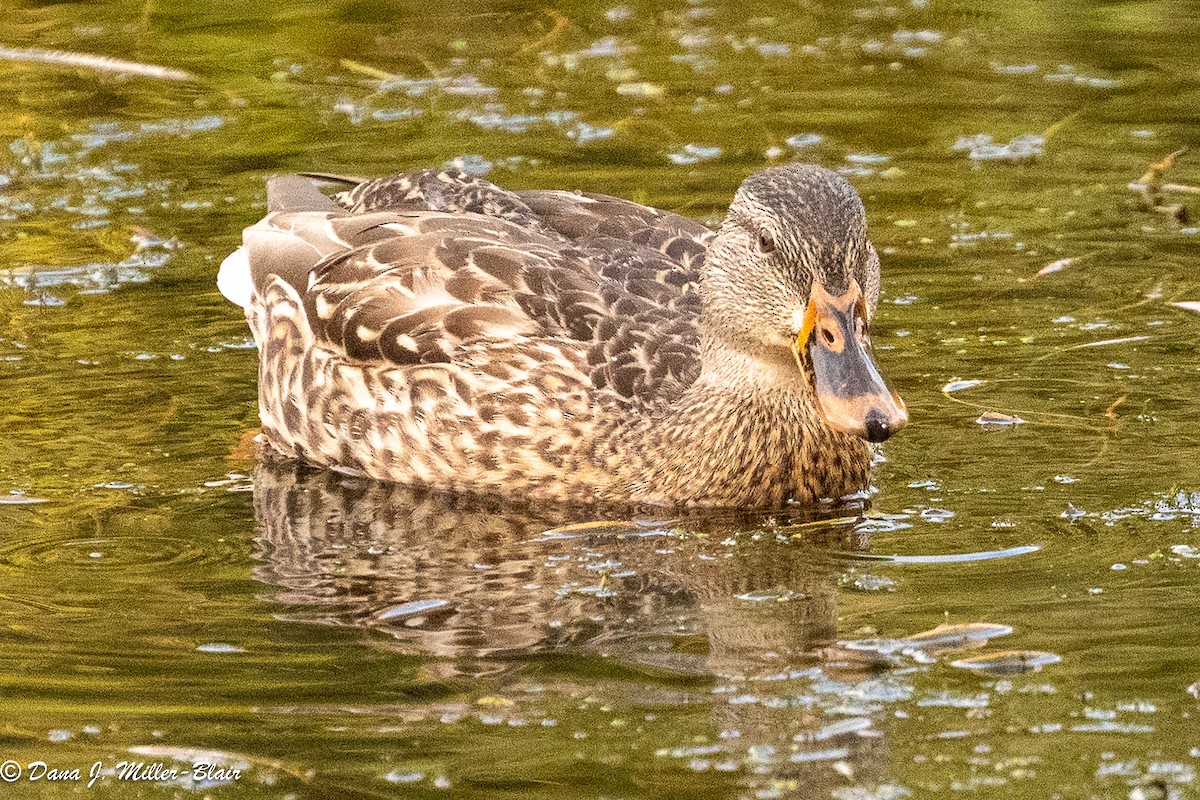Mallard - ML643618238