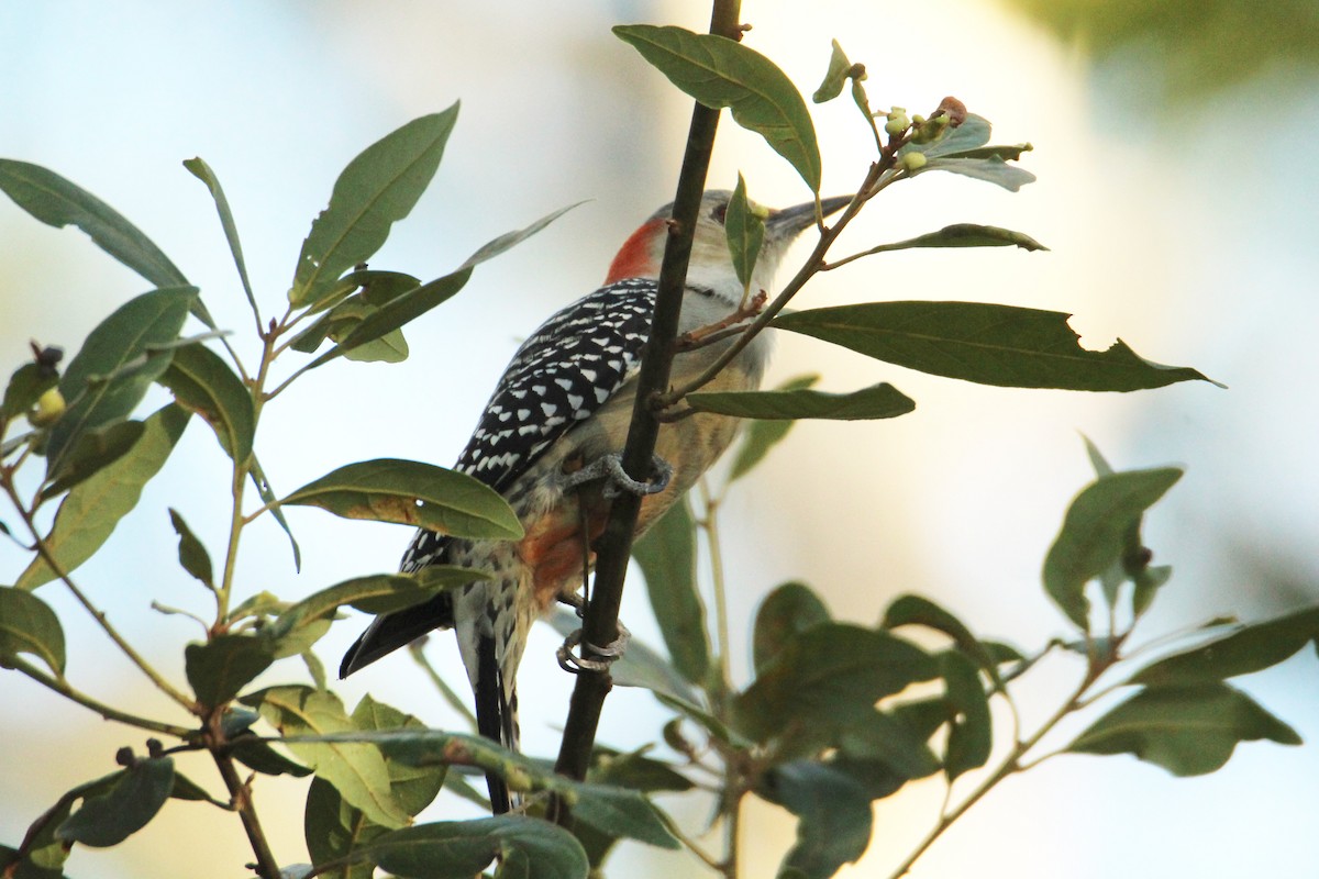 Red-bellied Woodpecker - ML643618244