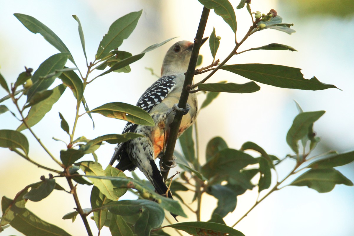 Red-bellied Woodpecker - ML643618251