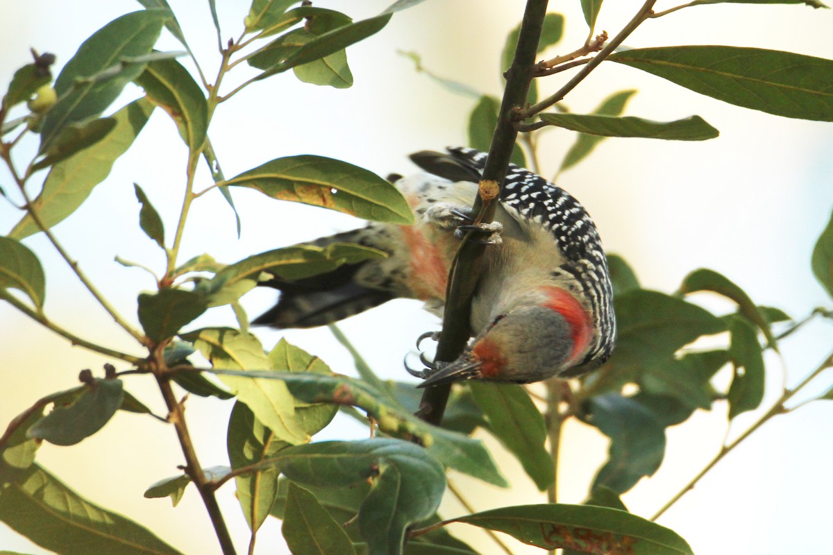 Red-bellied Woodpecker - ML643618252