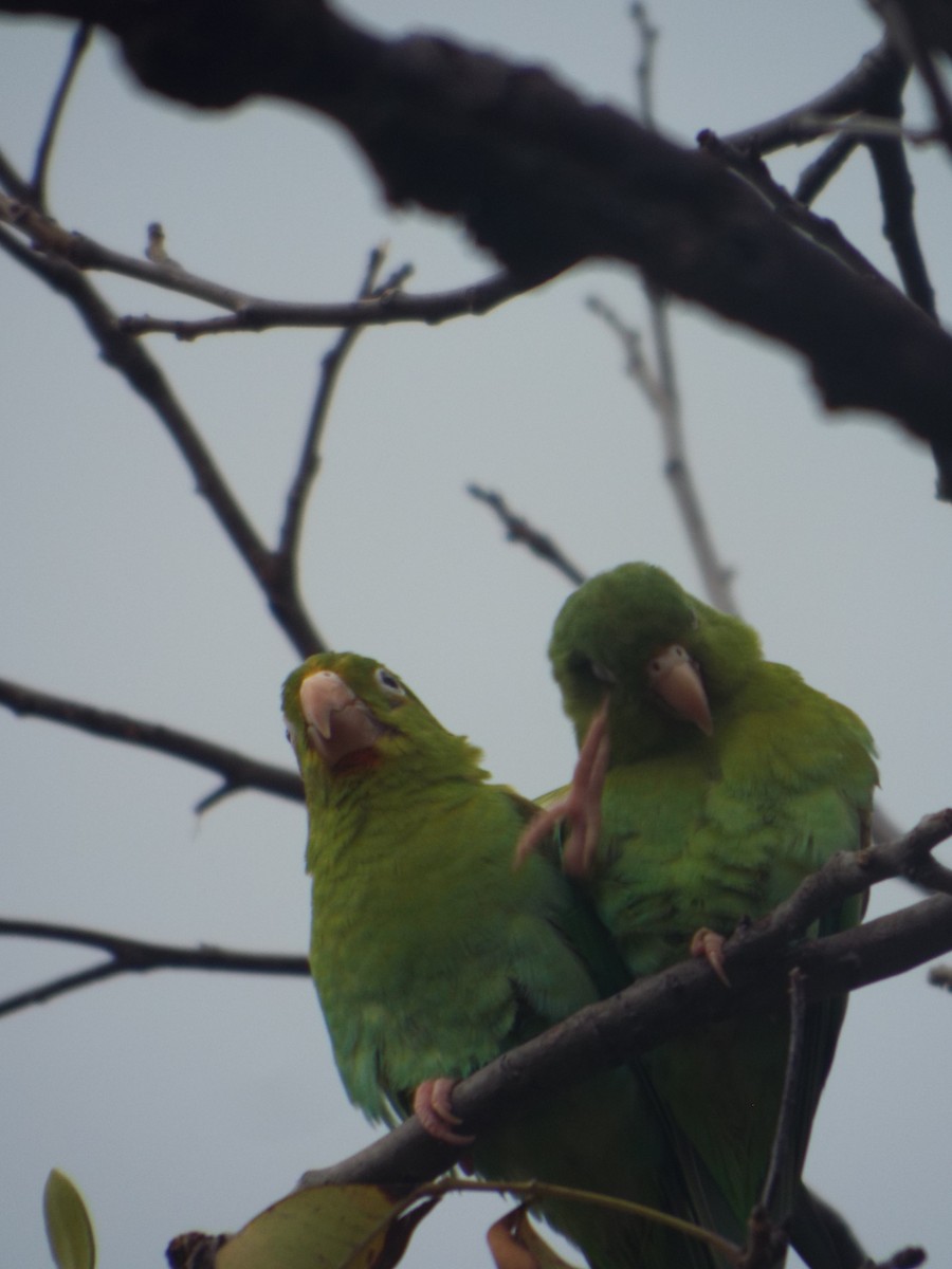Orange-chinned Parakeet - ML643618255