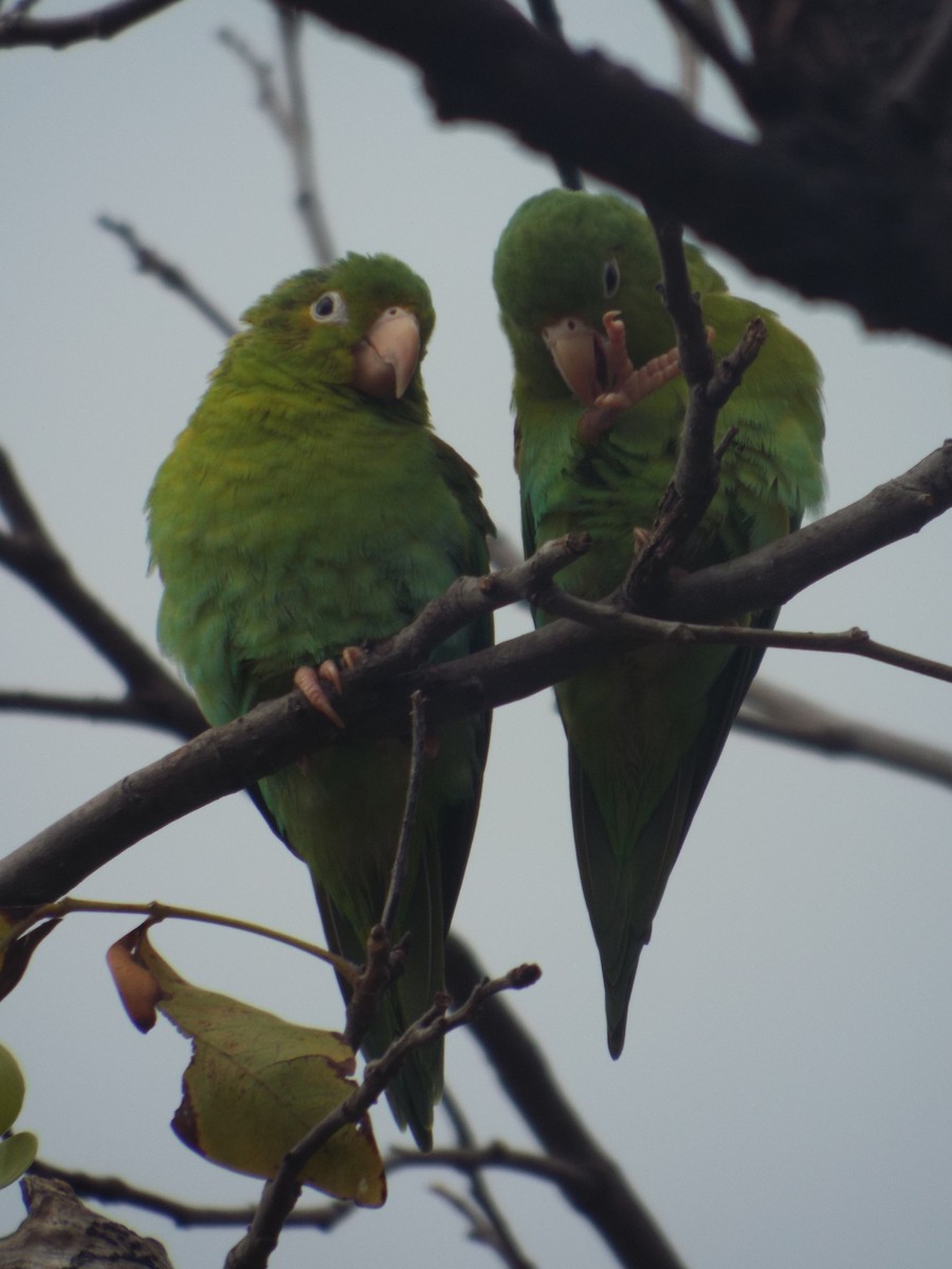 Orange-chinned Parakeet - ML643618256