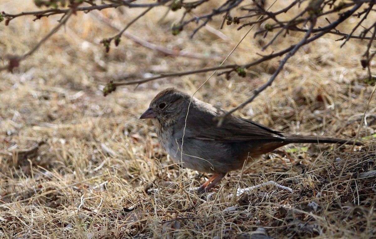 Canyon Towhee - ML643618262
