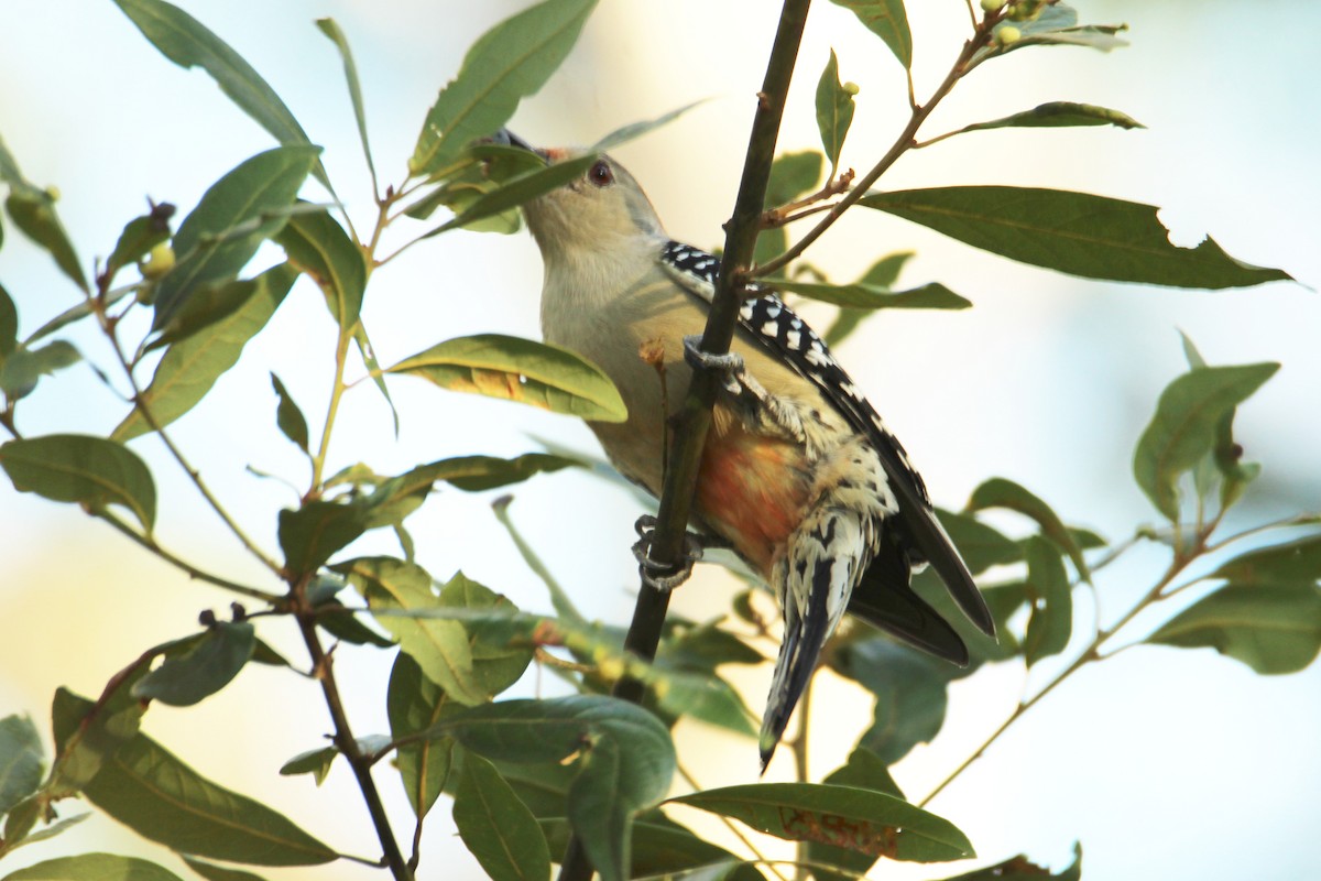 Red-bellied Woodpecker - ML643618265