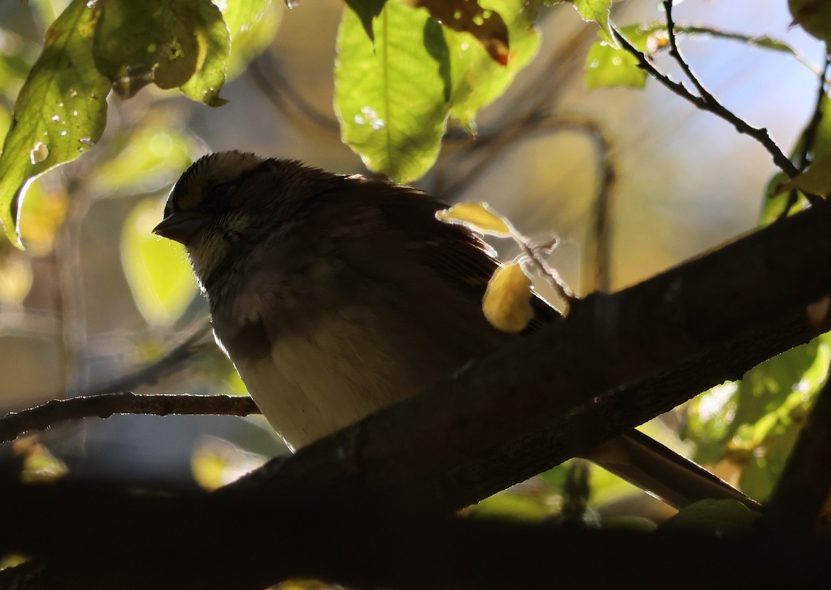 White-throated Sparrow - ML643618272