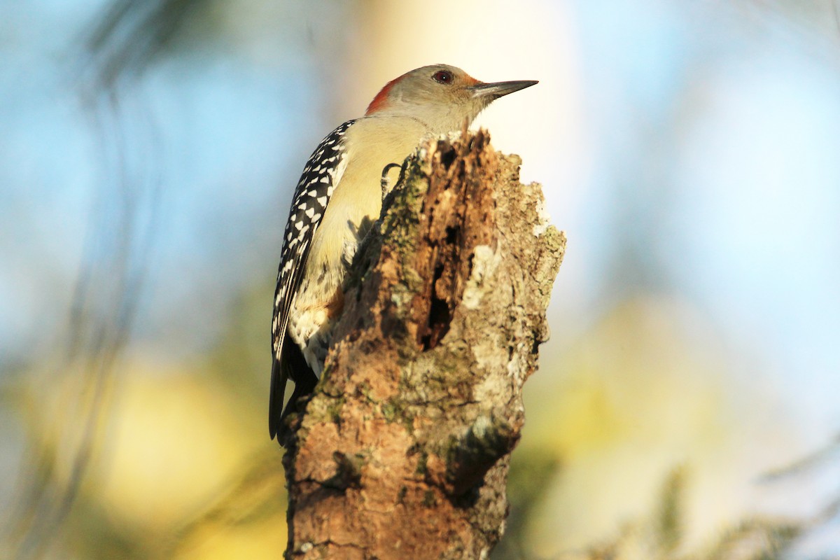 Red-bellied Woodpecker - ML643618280