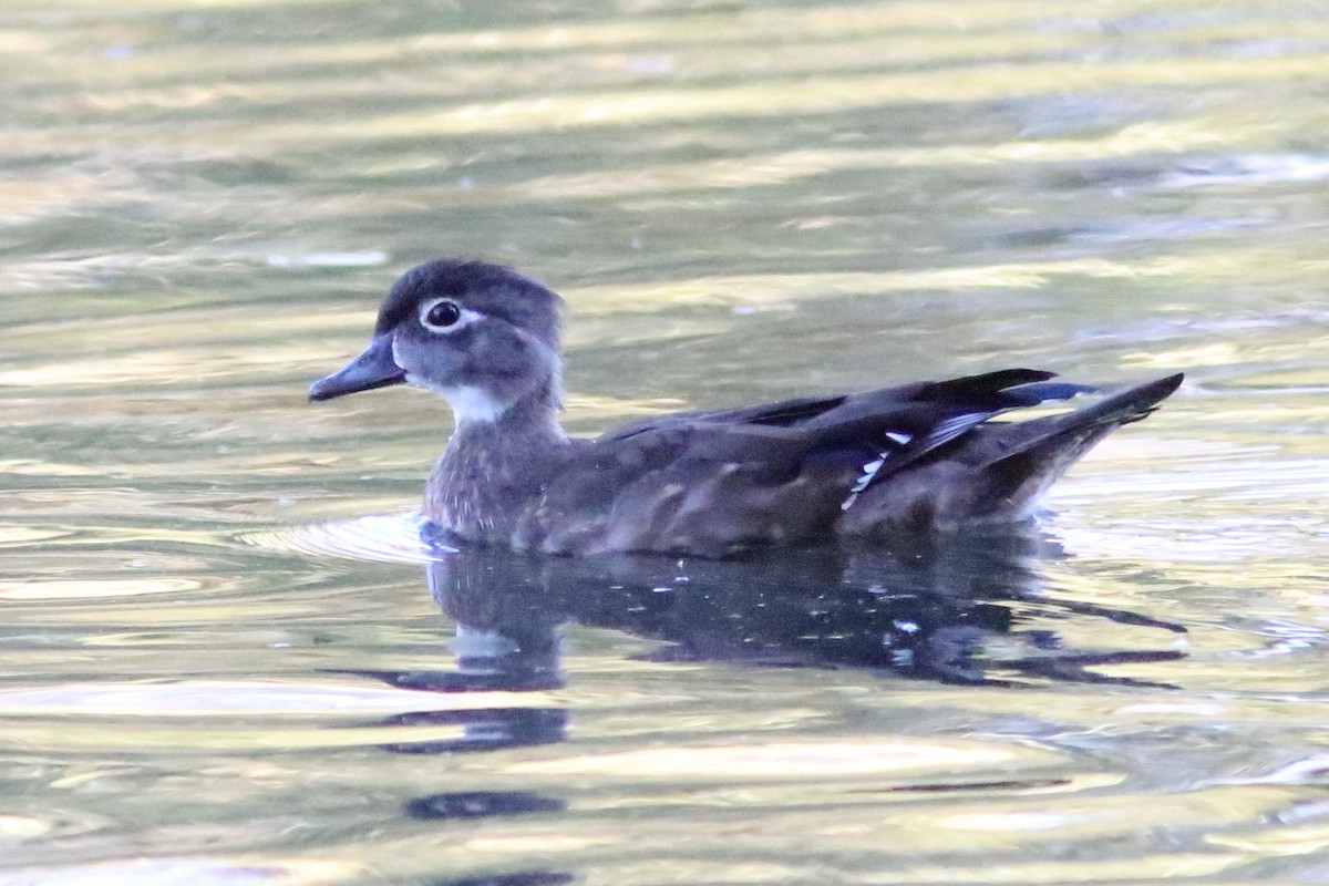 Wood Duck - ML643618298