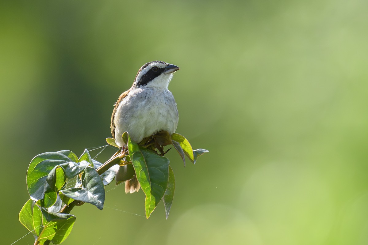 Чінголо широкобровий - ML643618313
