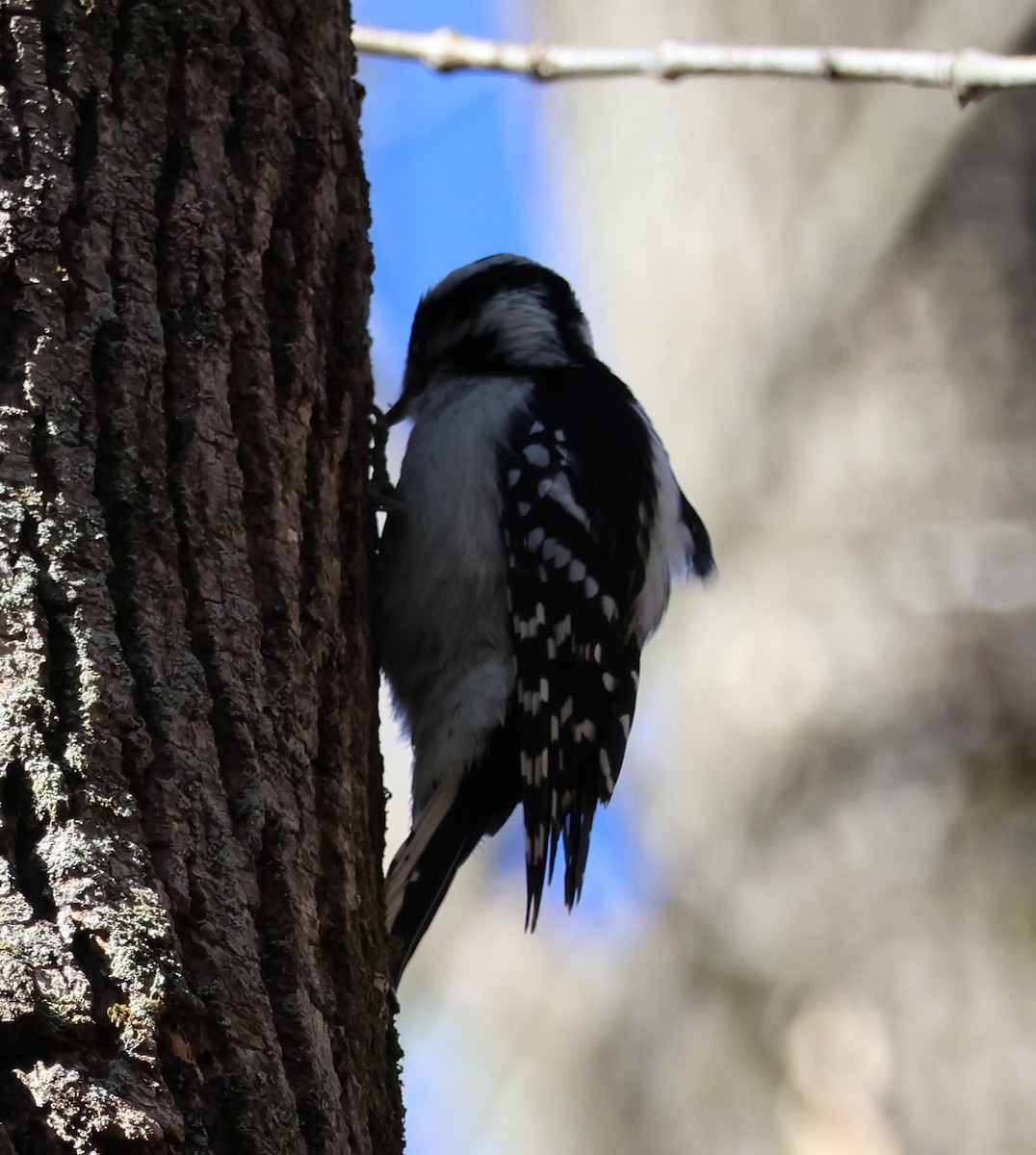 Downy Woodpecker - ML643618316