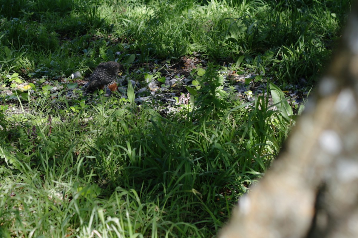 maorifalk - ML643618325