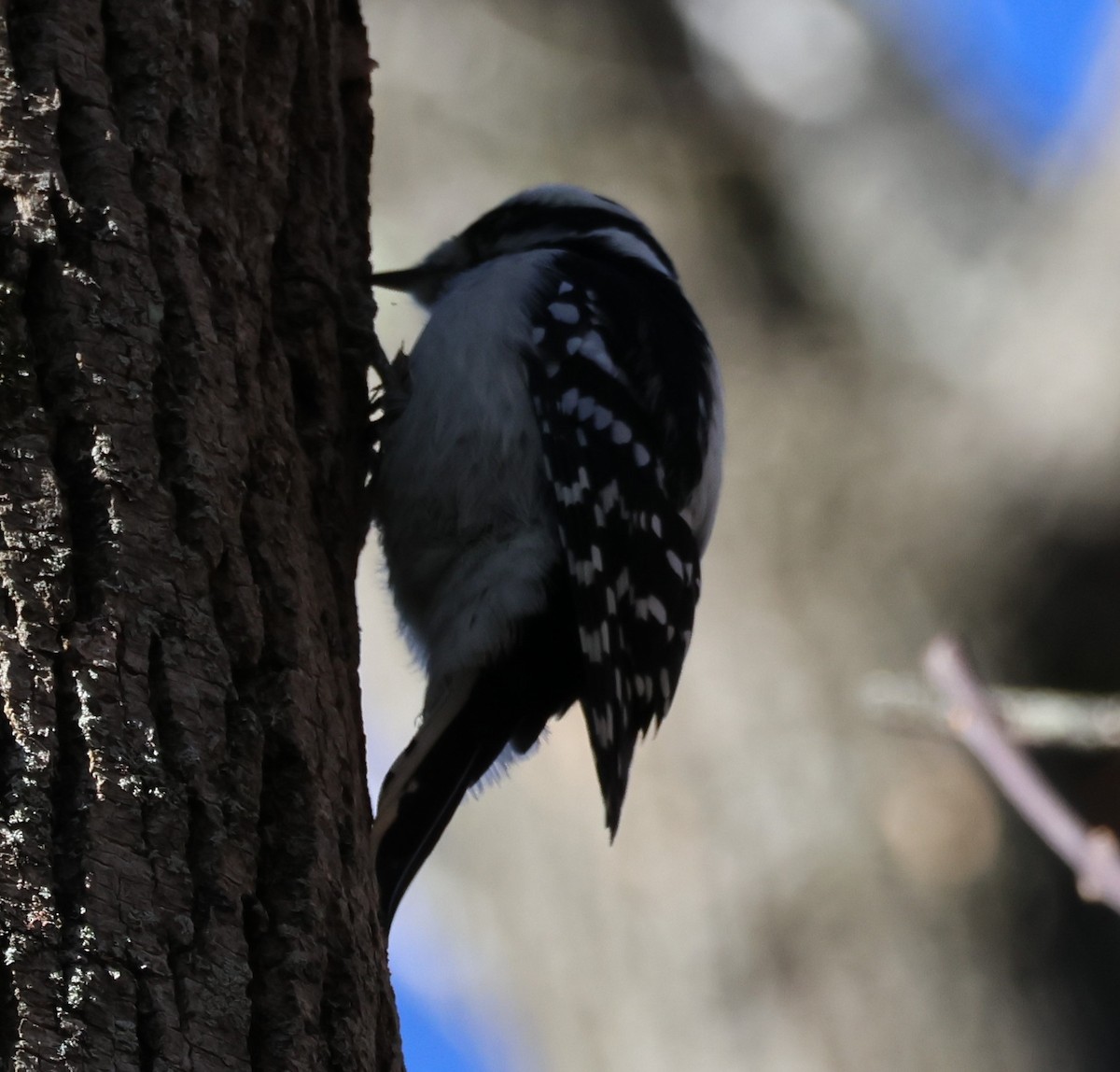 Downy Woodpecker - ML643618328