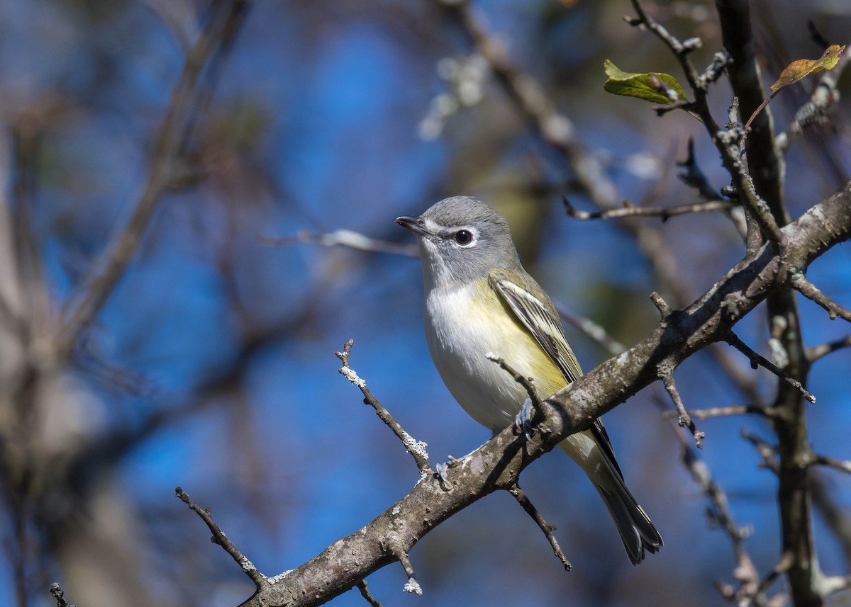 Blue-headed Vireo - ML643618330