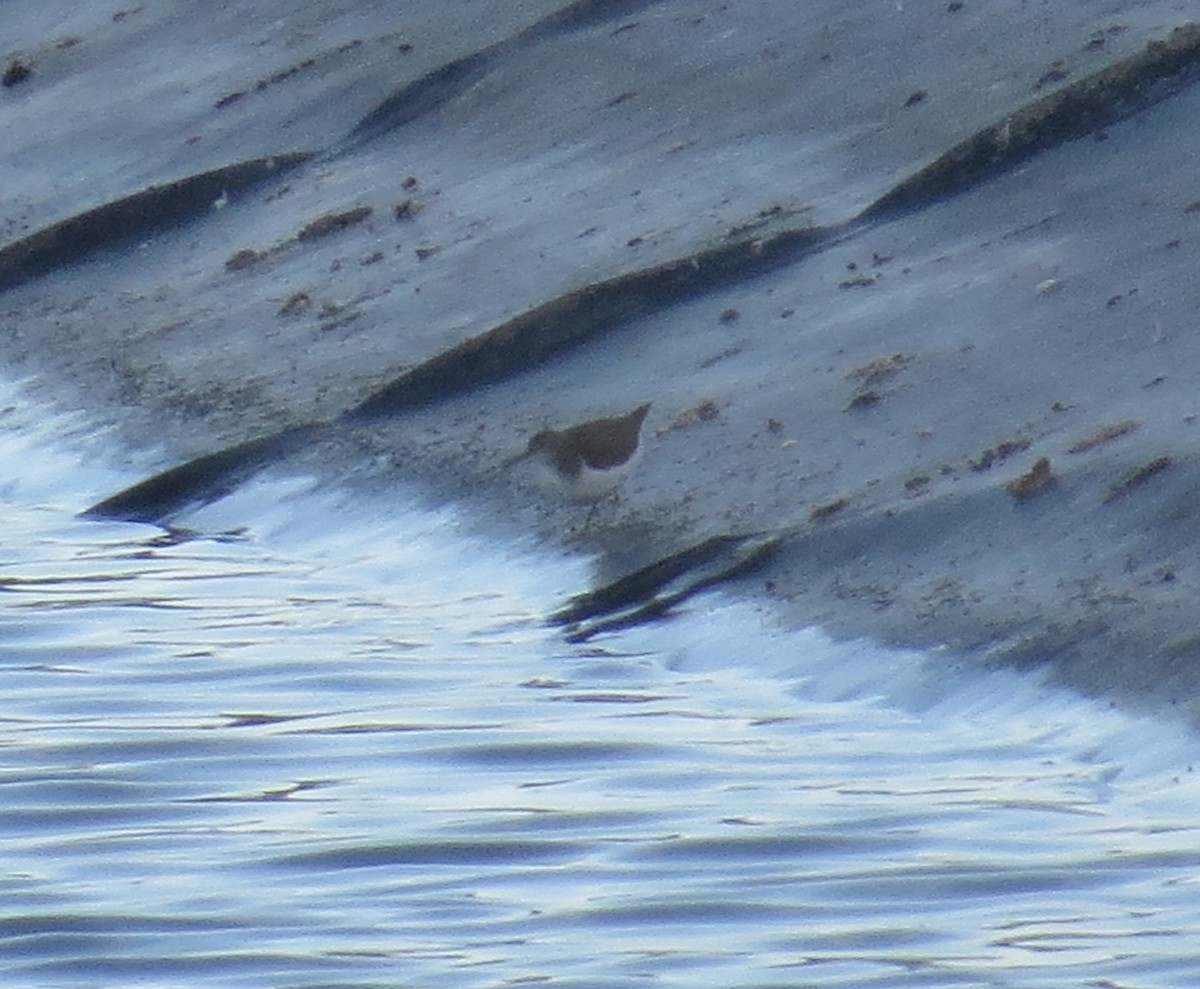 Spotted Sandpiper - ML643618344