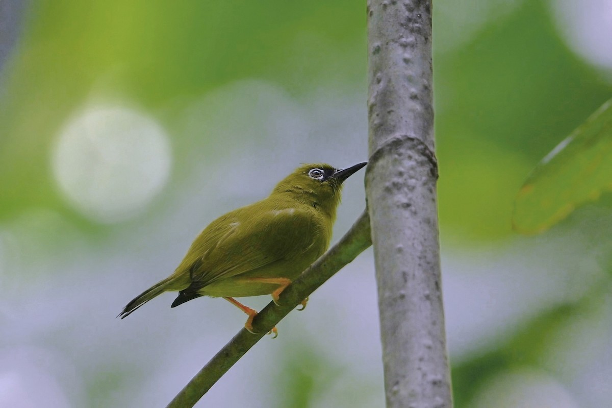 Solomons White-eye - ML643618373