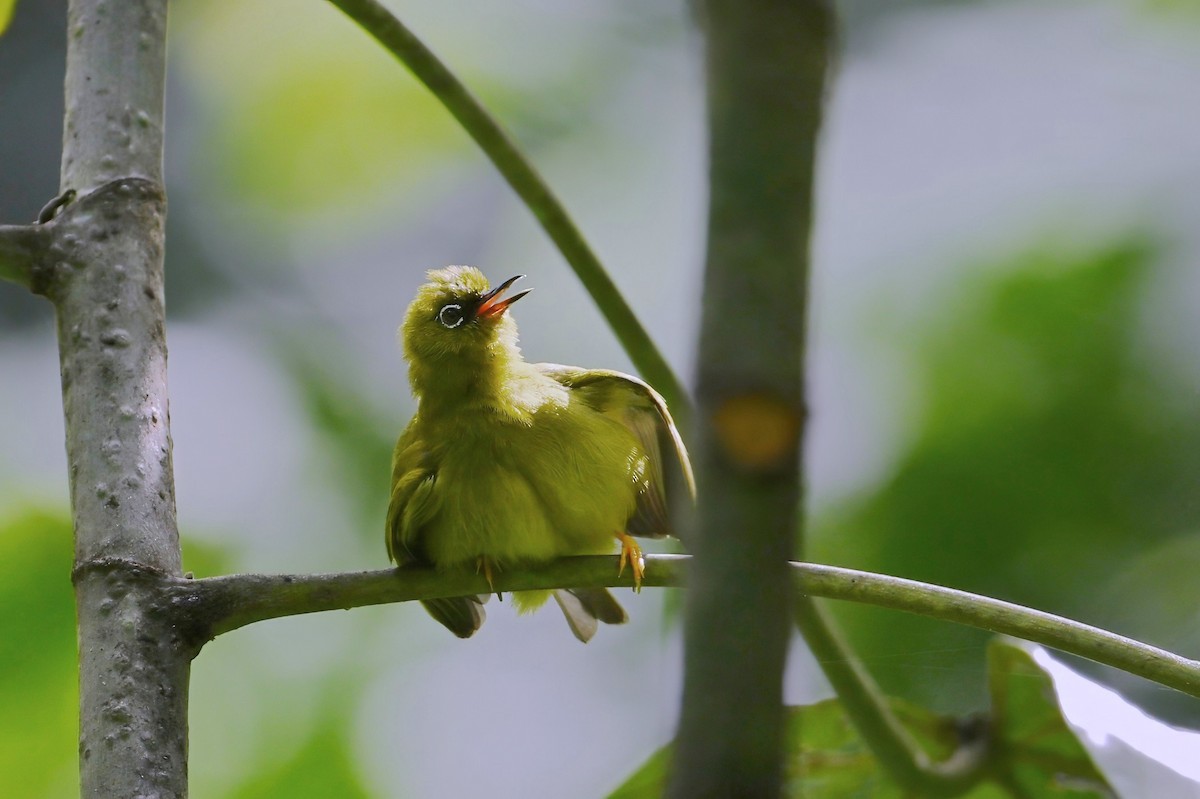 Solomons White-eye - ML643618374
