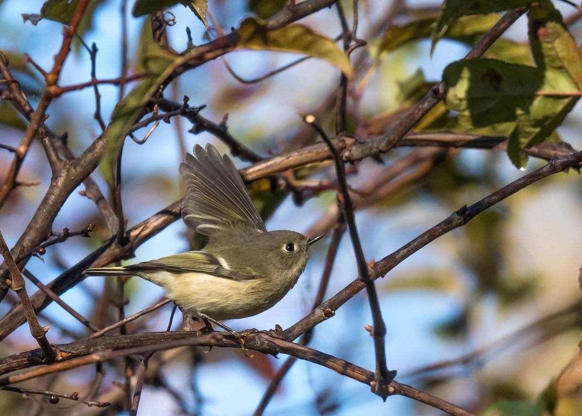 Ruby-crowned Kinglet - ML643618381