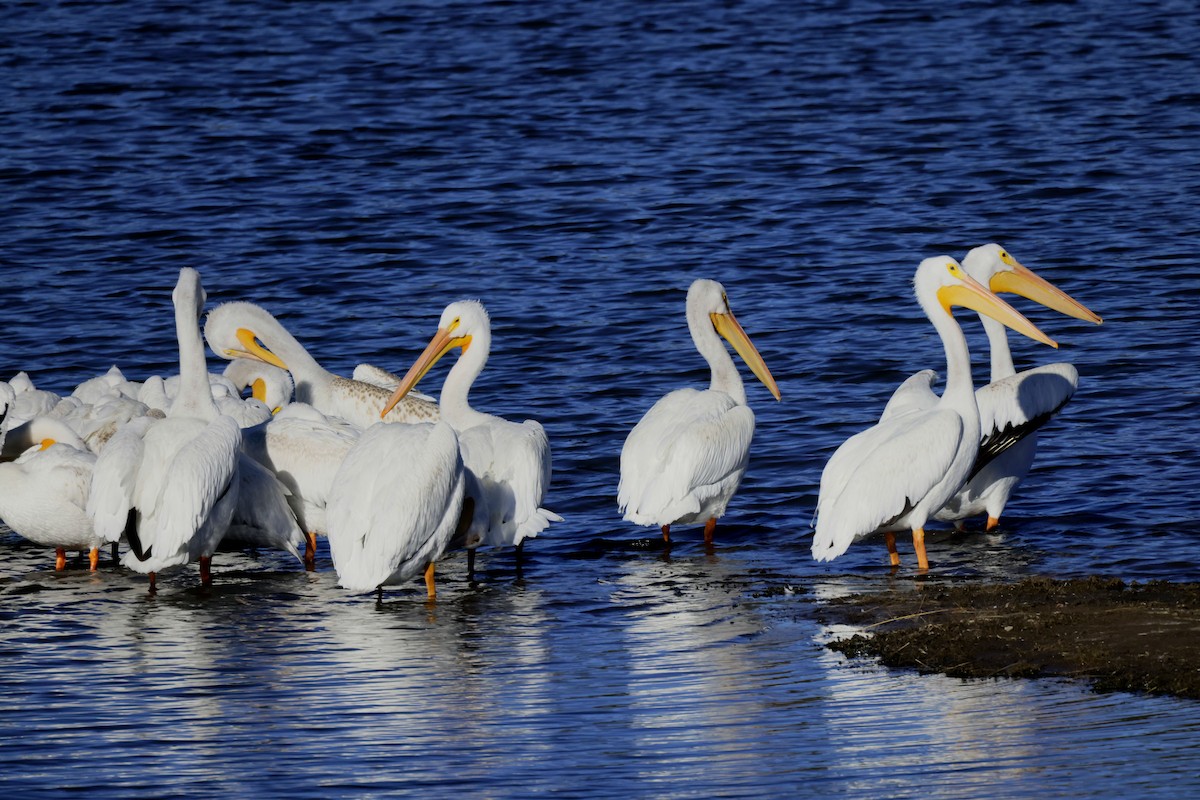 American White Pelican - ML643618399