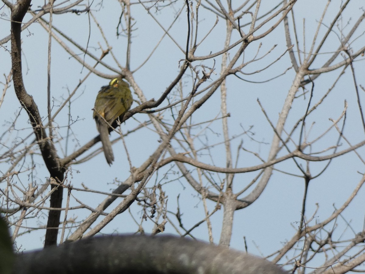 Cinnamon-bellied Saltator - ML643618400