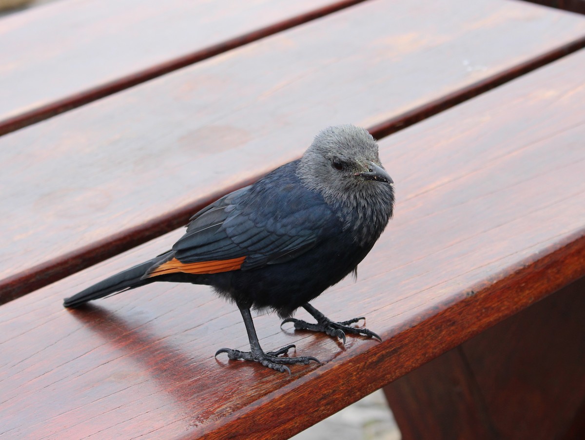 Red-winged Starling - ML643618401