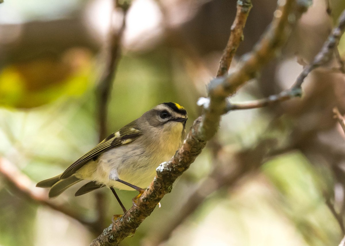 Golden-crowned Kinglet - ML643618405
