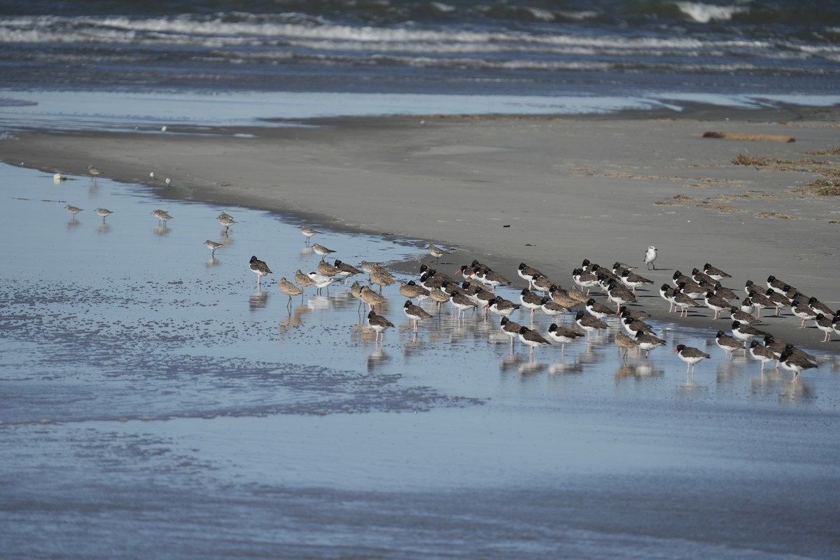 Marbled Godwit - ML643618411