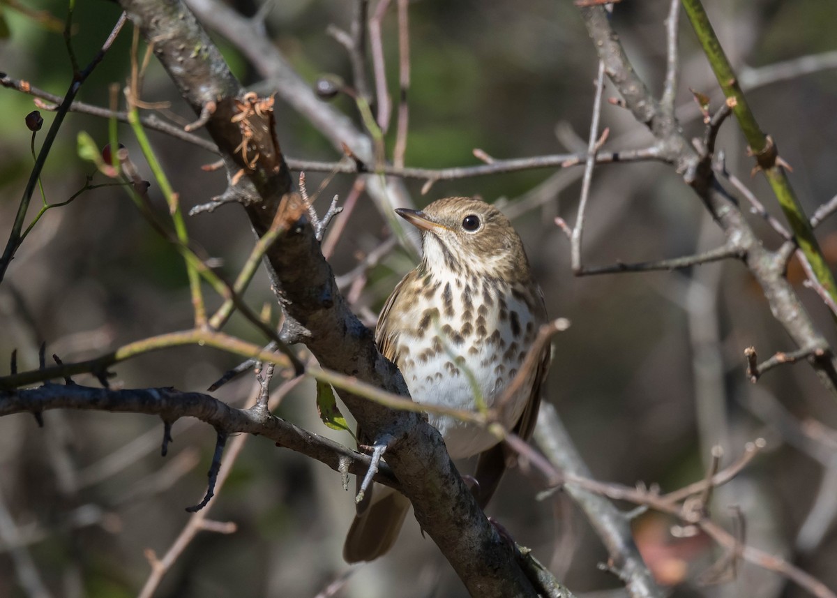 Hermit Thrush - ML643618415