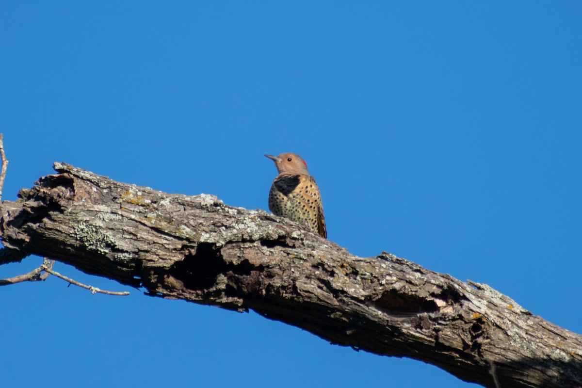 Northern Flicker - ML643618428