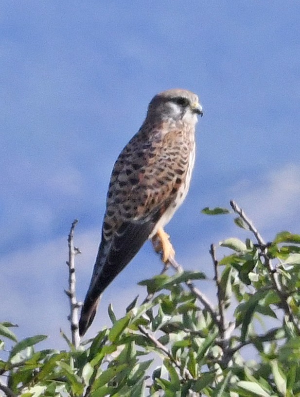 Eurasian Kestrel - ML643618431