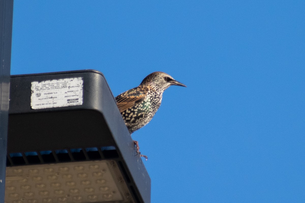 European Starling - ML643618433