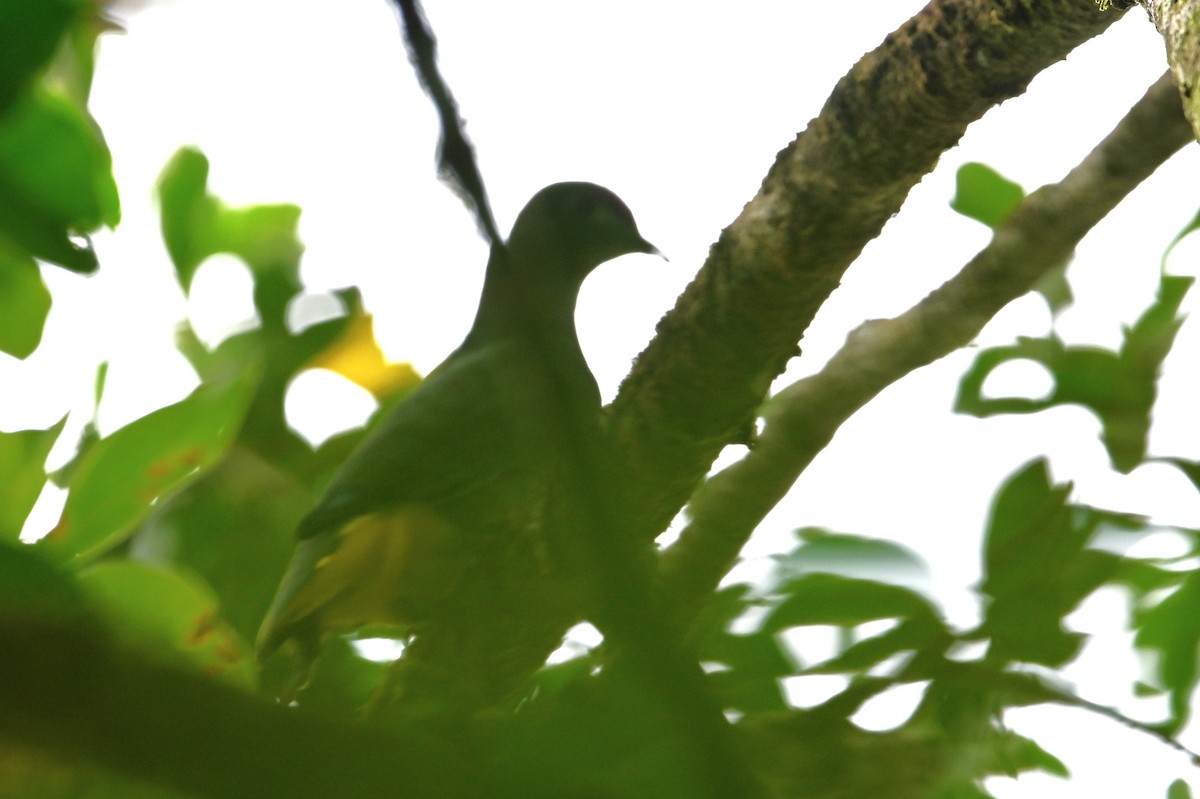 Yellow-bibbed Fruit-Dove - ML643618436