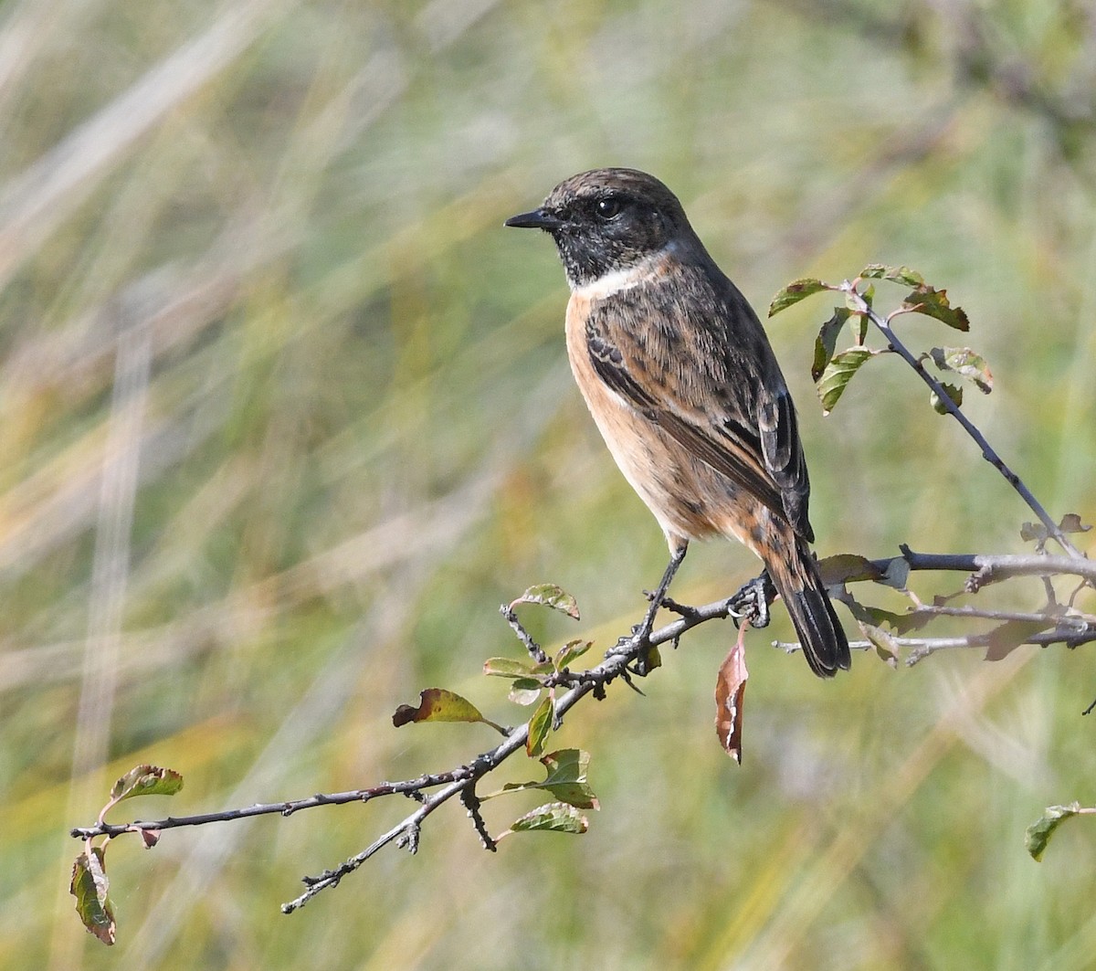 European Stonechat - ML643618447