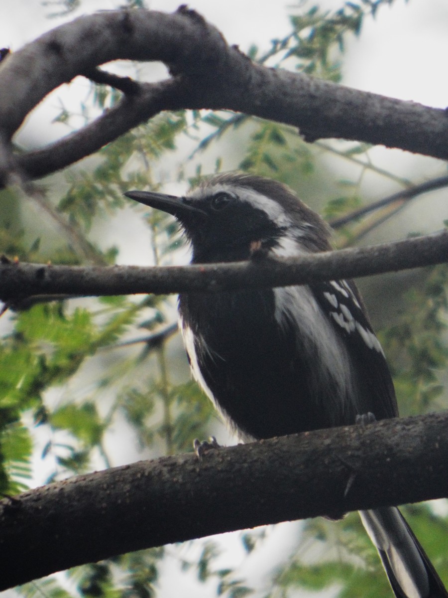 Northern White-fringed Antwren - ML643618467