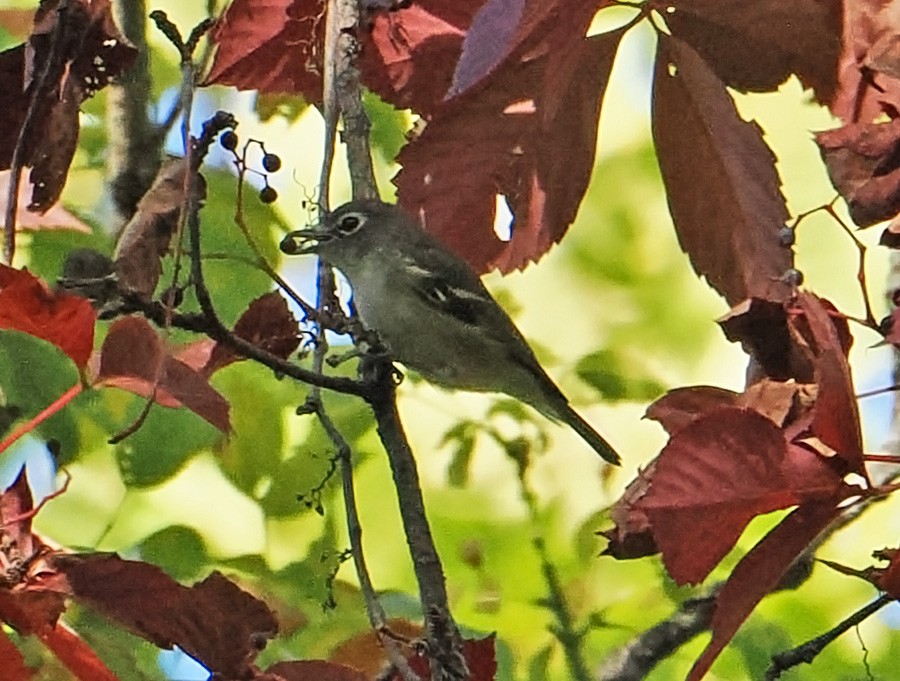 Blue-headed Vireo - ML643618475