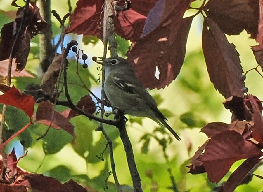 Blue-headed Vireo - ML643618476