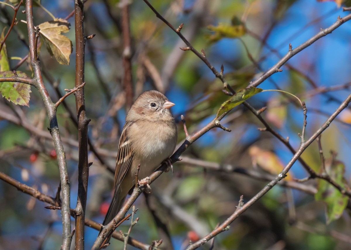 Field Sparrow - ML643618481
