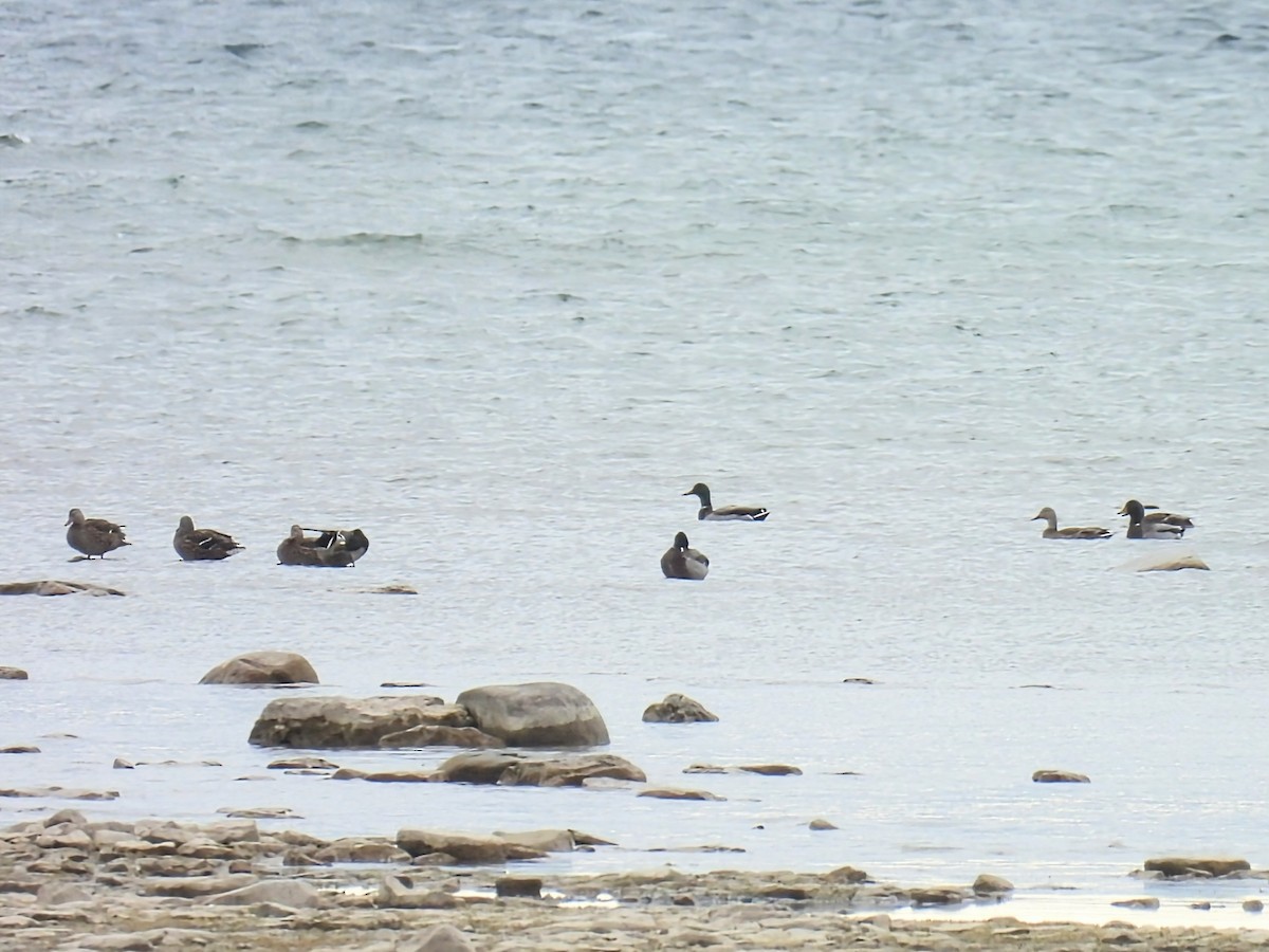 Mallard - ML643618482