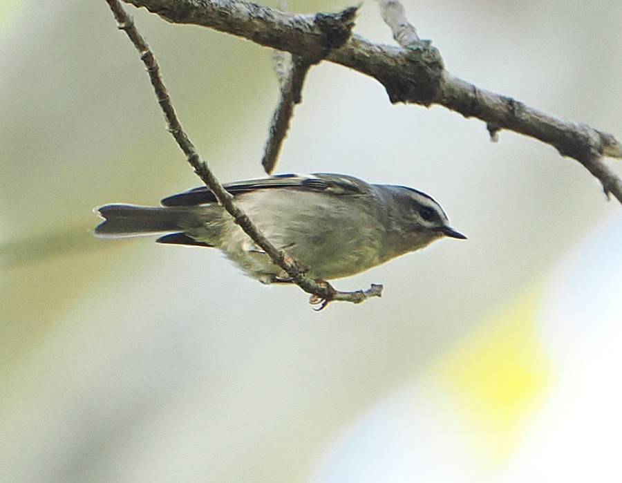Golden-crowned Kinglet - ML643618489