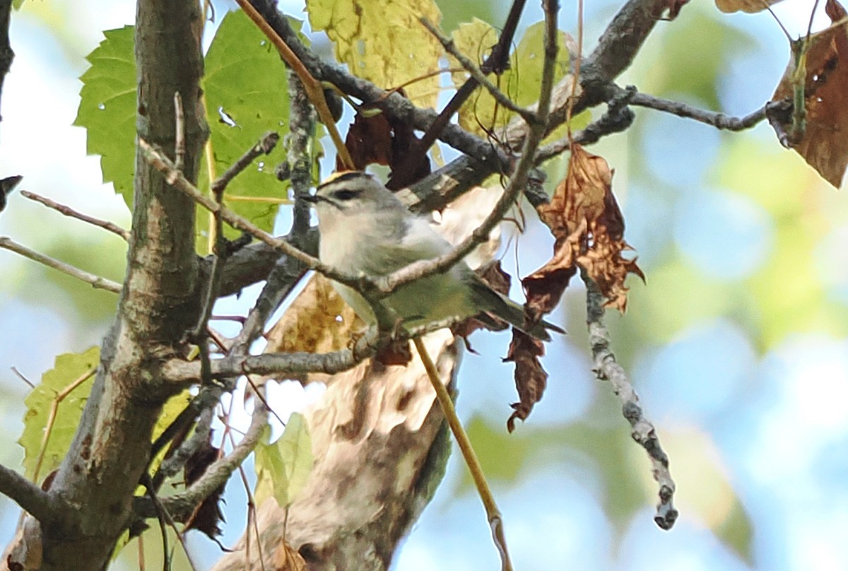 Golden-crowned Kinglet - ML643618490