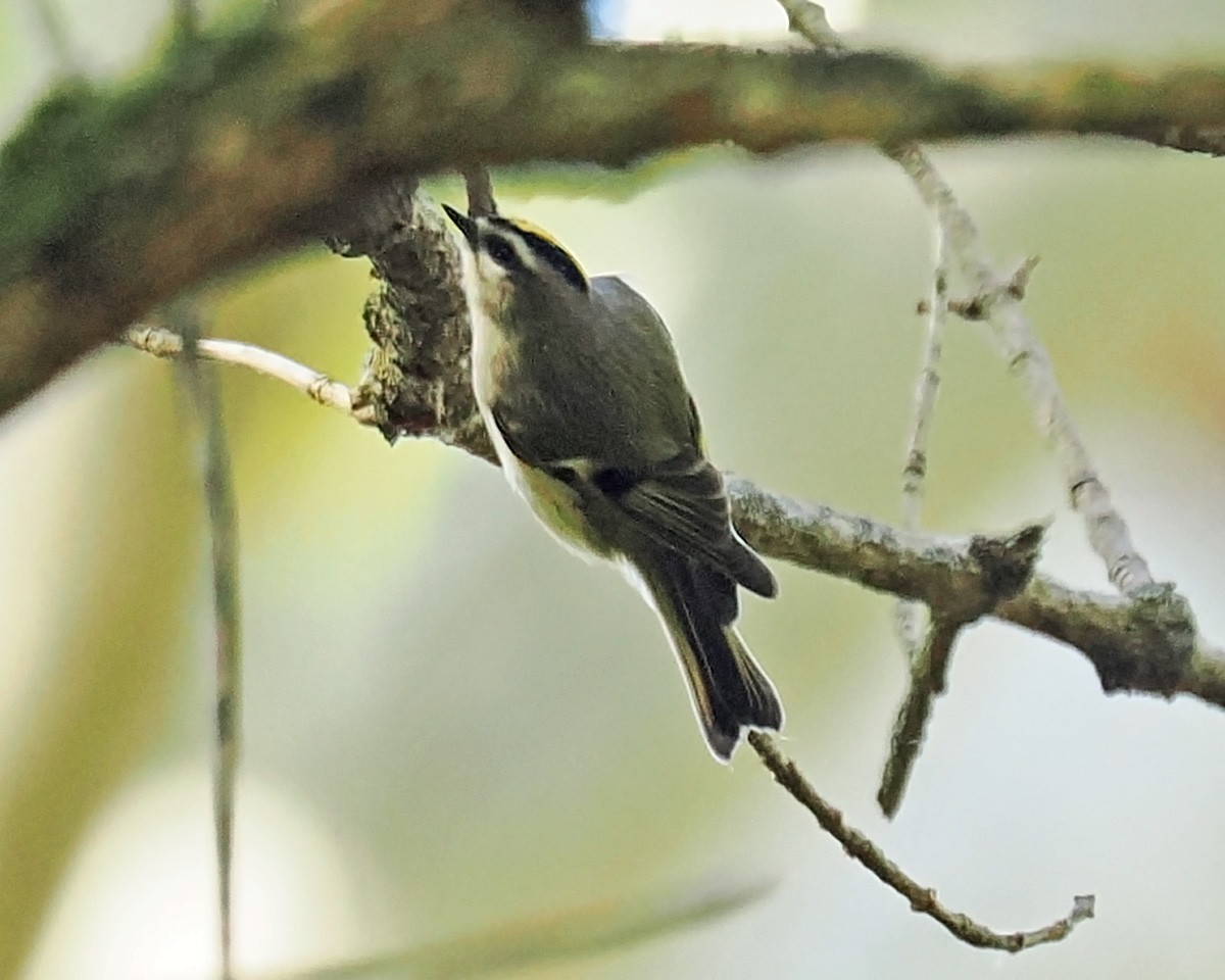 Golden-crowned Kinglet - ML643618491