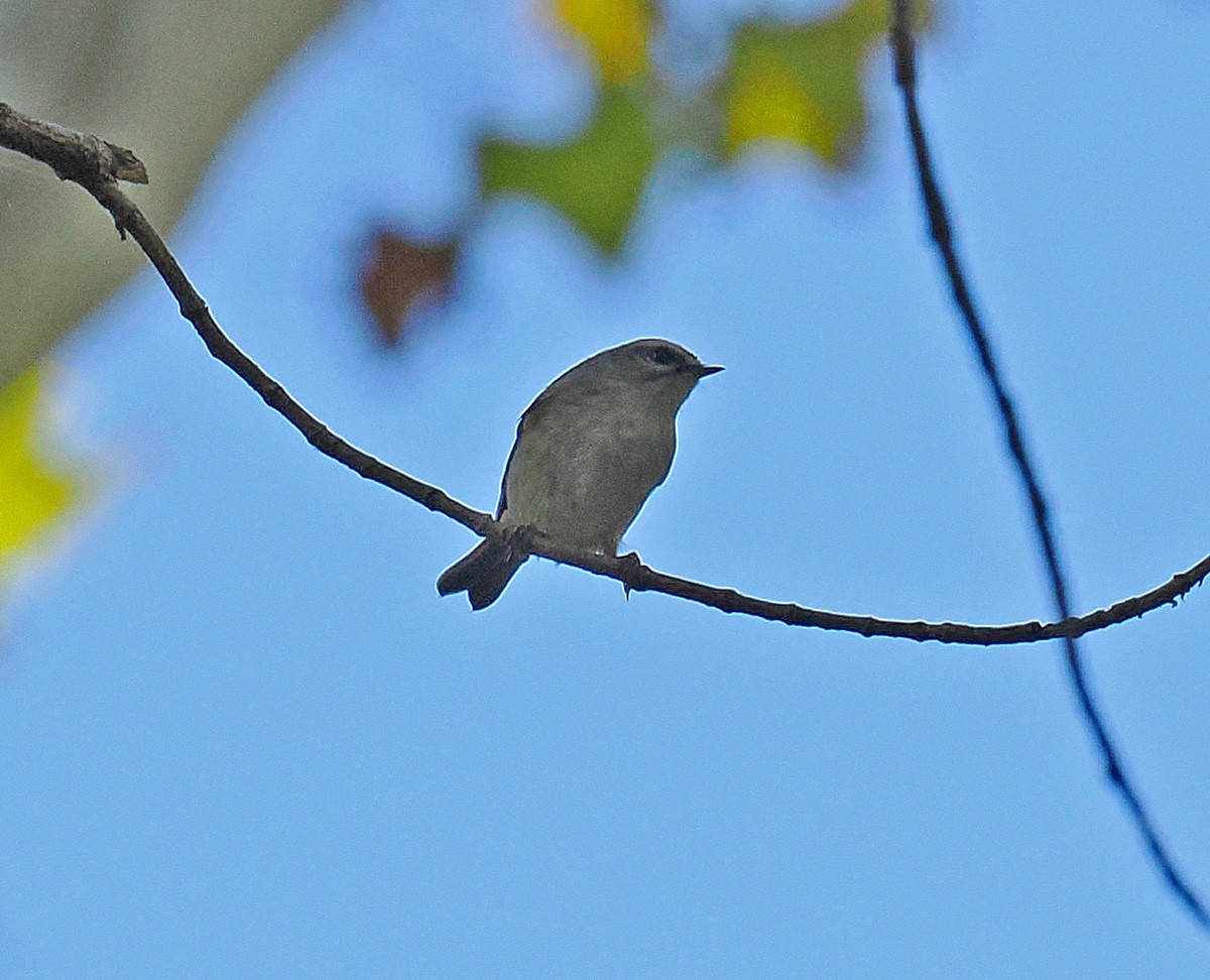 Golden-crowned Kinglet - ML643618492