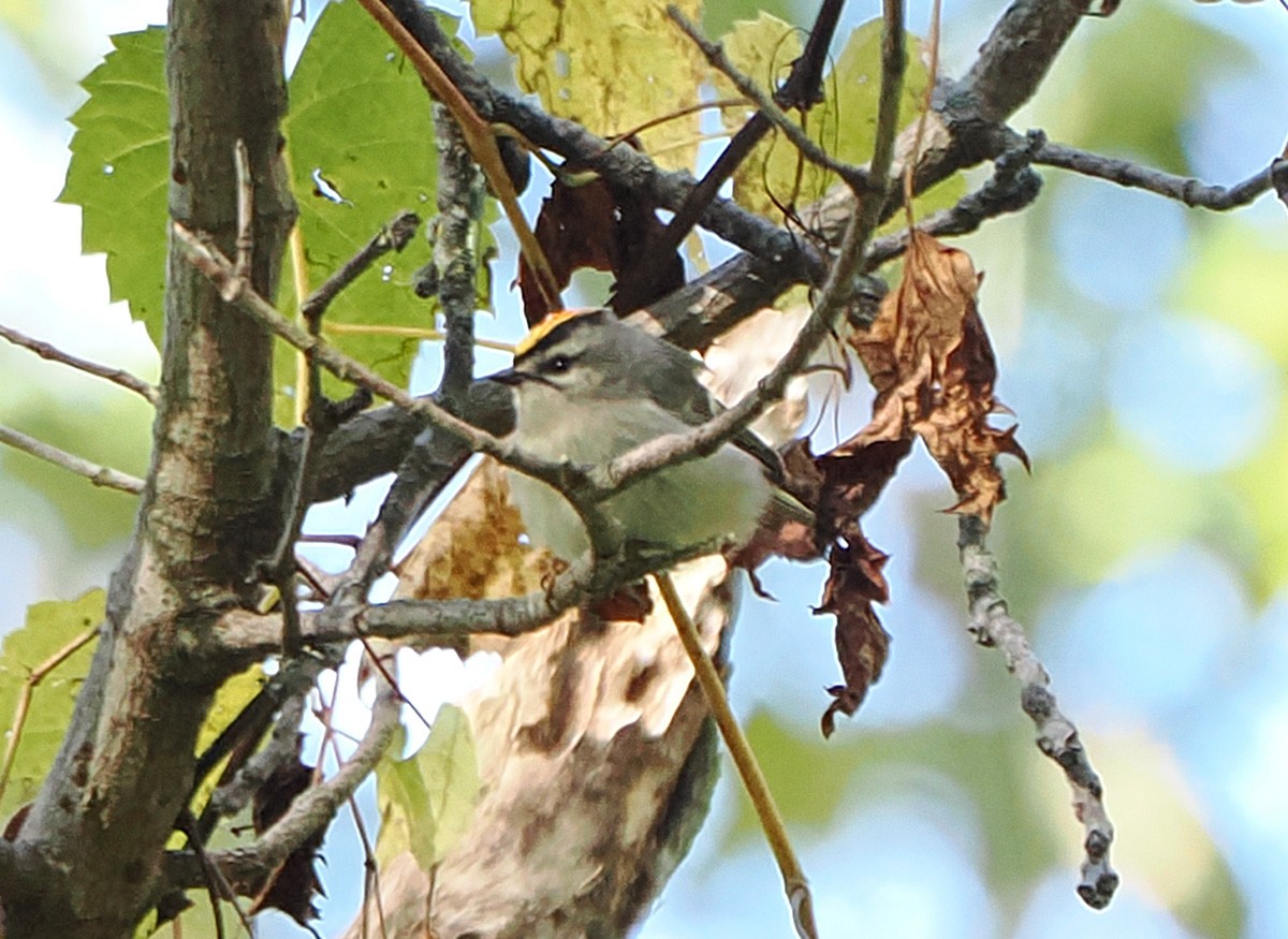 Golden-crowned Kinglet - ML643618493