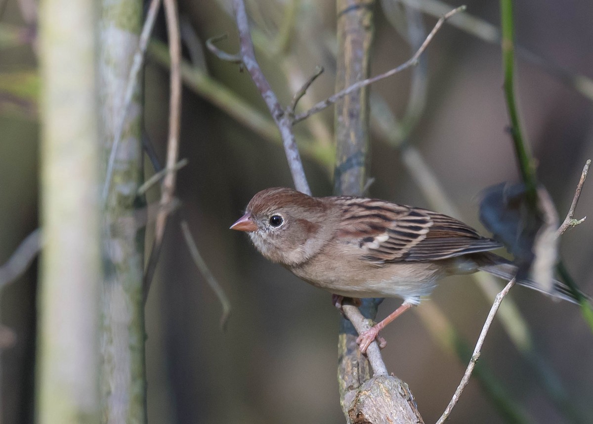 Field Sparrow - ML643618497