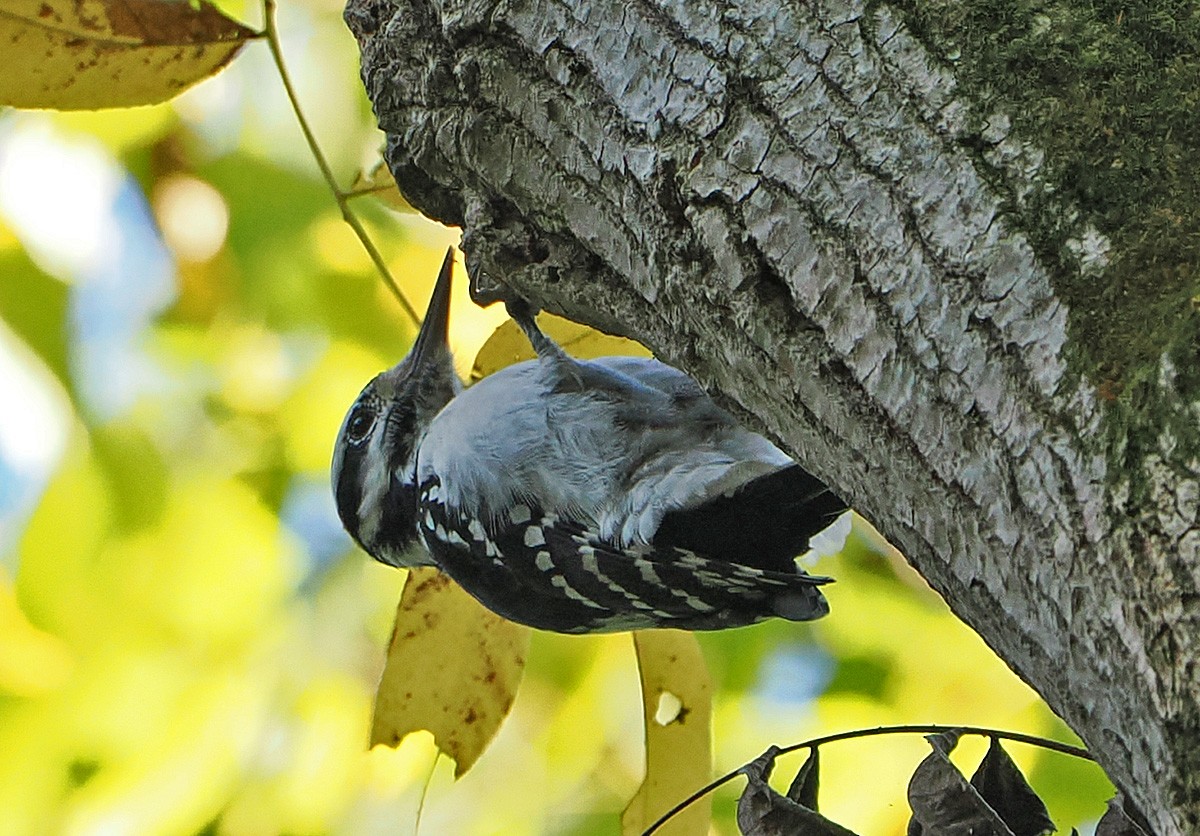 Hairy Woodpecker - ML643618499
