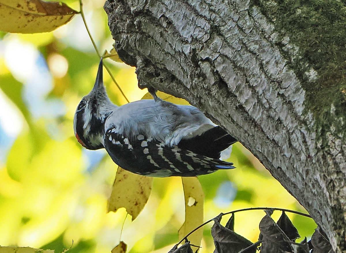 Hairy Woodpecker - ML643618500