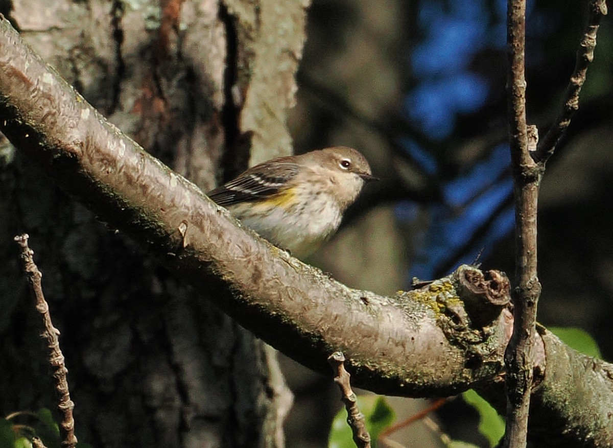 Yellow-rumped Warbler - ML643618506