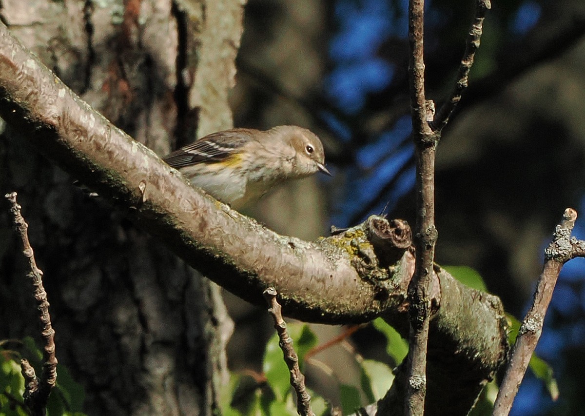 Yellow-rumped Warbler - ML643618507