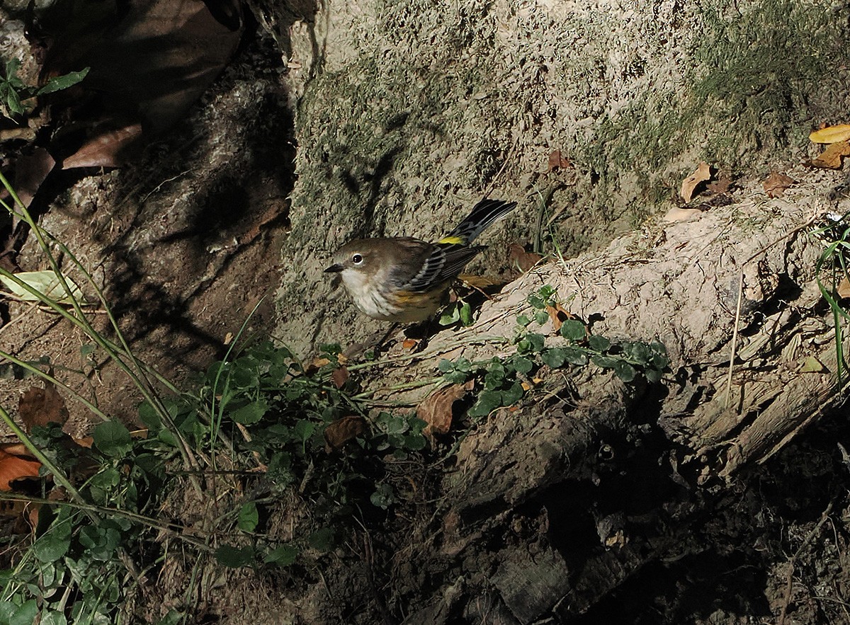 Yellow-rumped Warbler - ML643618508